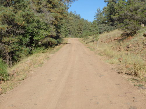 GDMBR: We're northbound on NF-214 in higher elevation rolling pine woodlands.